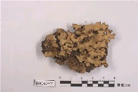 藏品(牛皮葉屬)的圖片